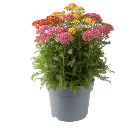 Achillea